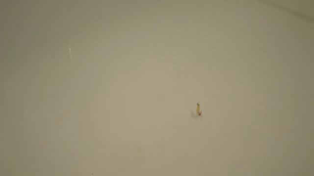 Видео игра #отвесная #зимняя #блесна #namazu #sw смотреть онлайн