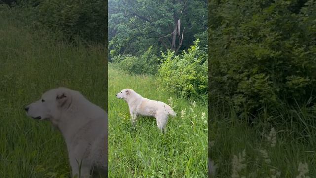 Злой алабай Оккупировал кладбище🐕🐾 #злаясобака #алабай#щенки