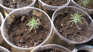 Псевдотсуга тиссолистная ("ванкуверское чудо") выращиваем из семян. Этап 3.