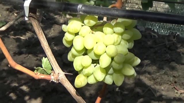 Очень ранние сорта винограда с белой ягодой. 2 часть. БАНАНАС, БОЯРИН, ВАСИЛЕК, ВЕРНИСАЖ, ГЕЛИОДО смотреть онлайн