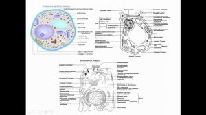 Занятие 1 "Вода. Минеральные соли. Углеводы. Липиды. Белки."