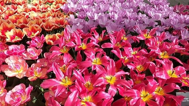 Keukenhof Gardens 2022- Prettiest Flower Park in the World смотреть онлайн
