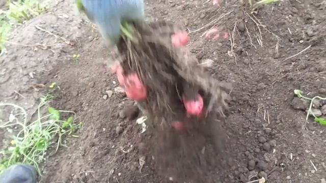 Копаю магазинский картофель, предположительно сорт Розара или Розалинд смотреть онлайн