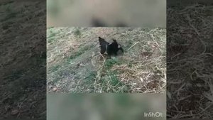 Ягдтерьер против ягдтерьер