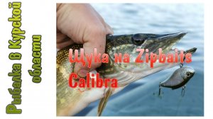 ОКУНЬ НА КАЖДОМ ЗАБРОСЕ. Щука на Zipbaits Calibra. Поклевки на поппер