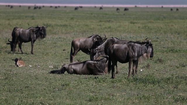 Как рожает антилопа гну смотреть онлайн
