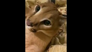 приколы с животными 2014 года смешные животные 2014 подборка видео приколов