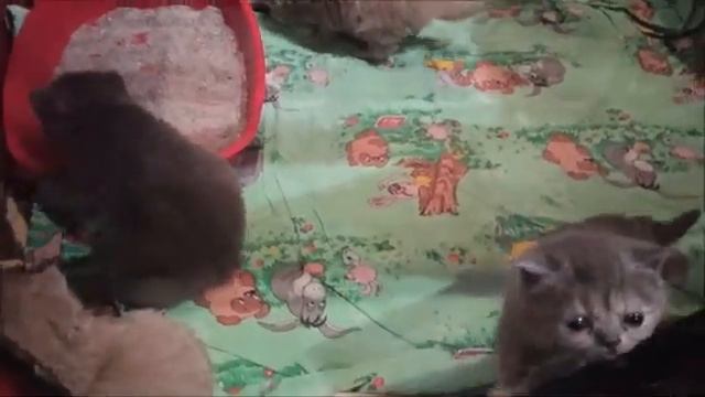 КАК НАУЧИТЬ КОТЕНКА ХОДИТЬ НА ЛОТОК !!! ШОТЛАНДСКИЕ КОТЯТА.