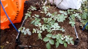Как будут зимовать летние укоренённые черенки роз. Два способа.
