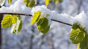 Дмитро Гнатюк - Сніг на зеленому лісті
