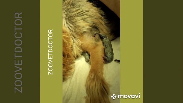 История спасения йорка, упал с лестницы #зооветдоктор #УшаковДмитрийМихайлович #zoovetdoctor смотреть онлайн