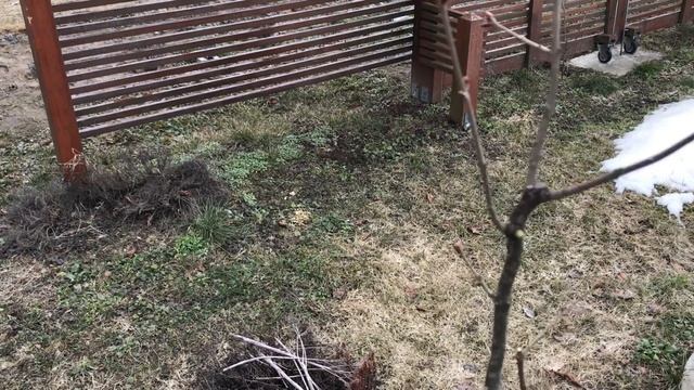 Японское деревце из сирени, ломаный ствол, секреты обрезки