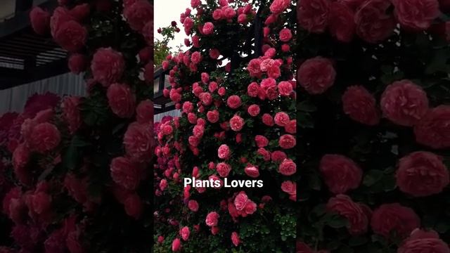 red climbing rose plant  // Popular Types of Roses to Beautify Your Garden // gulab ki bel // #rose