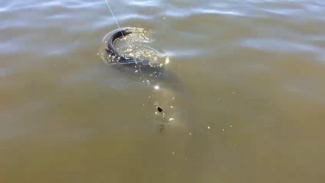 Трофейный сом на квок смотреть онлайн