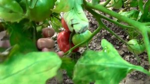 Стих память о бабушке. "Бабушкой пахнет ботва помидорная" стихи для души. Стих о бабушке