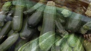 ВЫРАЩИВАНИЕ КАБАЧКОВ В ОТКРЫТОМ ГРУНТЕ
