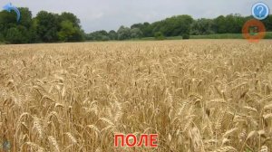 Карточки Домана Природа