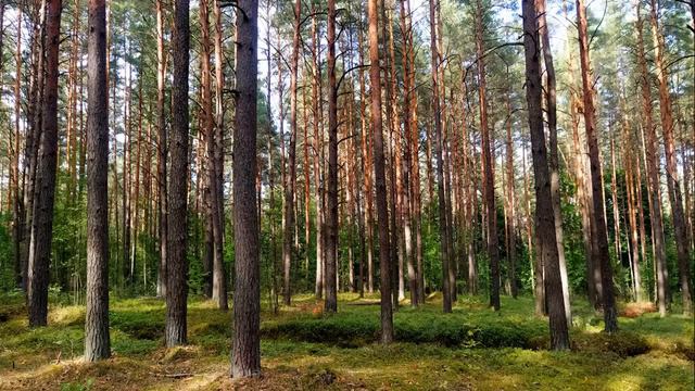 Красивое пение птиц в летнем лесу. Расслабляющие звуки природы для сна