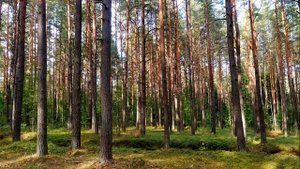 Красивое пение птиц в летнем лесу. Расслабляющие звуки природы для сна