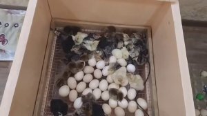 Вывод цыплят и индюшат. Результат  совместной инкубации.