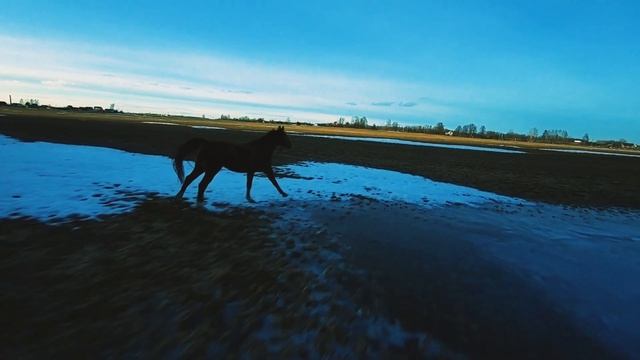 Рыжик  - огненный конь смотреть онлайн