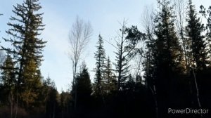 ЛОВЛЯ КЛЕСТОВ, ЩУРОВ, СЕРЫХ СНЕГИРЕЙ?25.10.23.