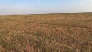 Охота с Эпаньол бретоном