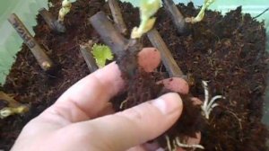 Как вырастить виноград из однопочечного черенка?