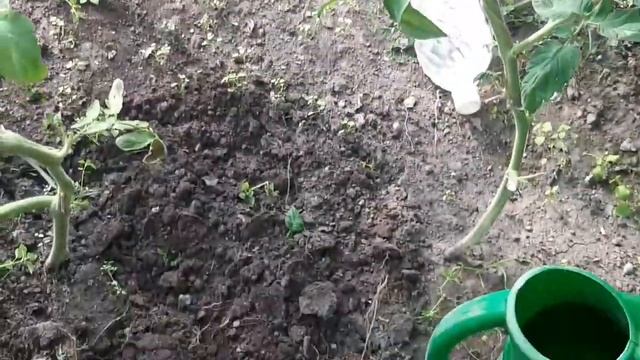 НЕ КРАСНЕЮТ ТОМАТЫ? СДЕЛАЙТЕ ЭТО! смотреть онлайн