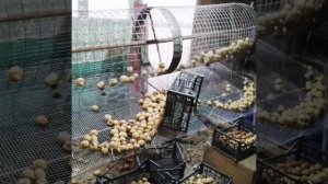 Сортировка картофеля и переборка картофеля