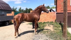 Продам огромного Дончака 4 года рост 180 см Жеребец ??? 89326042463?