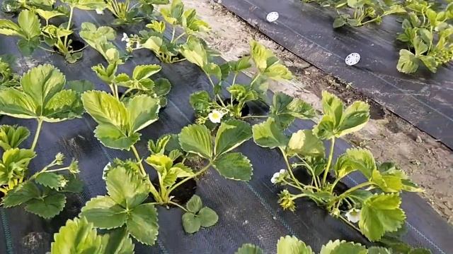 Обрезаем усы на клубнике, работаем на ягоду.  Обзор.