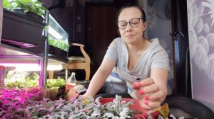 Хотите шикарную цинерарию для цветочных композиций? Рано высаживаем, формируем и прищипываем.
