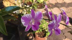 My dendrobium collection 4- Den white Lady splash