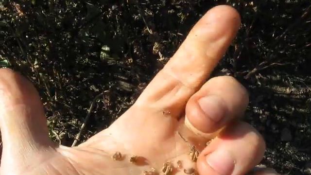 Базилик на семена смотреть онлайн