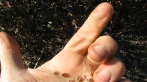 Базилик на семена