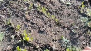 Как я выращиваю огурцы и помидоры под бутылками