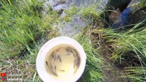 Первое зарыбление почищенного пруда на даче карасём/Ловим карася и запускаем в почищенный пруд!