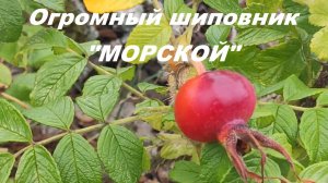 Огромный морской шиповник.