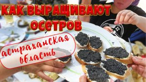Как разводят самую вкусную рыбу. Осетровая ферма. Стерлядь. Астраханская область.