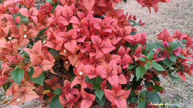 Bougainvillea Cultivar Brizza Peach - Most Attractive Bougainvillea Series смотреть онлайн