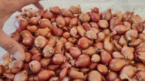 Лук Шалот. Вкуснейший. Посадка под зиму.