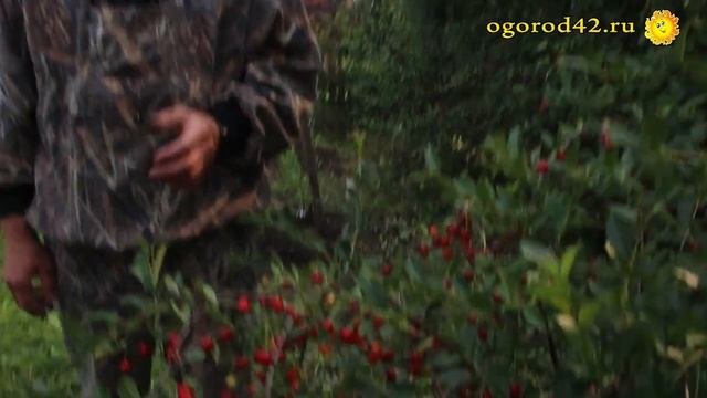 Вишня: чего стоит опасаться. Выпревания или вымерзания?