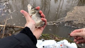 Зимний КАРАСЬ в коряжнике! Ловля зимой на поплавок в секретном месте!