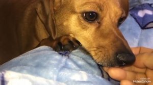 СОБАКА ПОРОДЫ ЧУВИНИ _ что это за порода - 1 часть