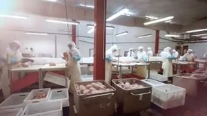 Профессия - изготовитель полуфабрикатов из мяса птицы
