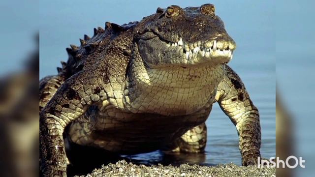 American Alligators part 2 смотреть онлайн