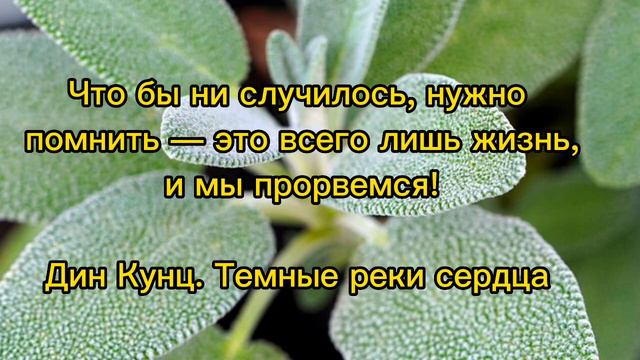 Жизненные Цитаты Мудрых людей...