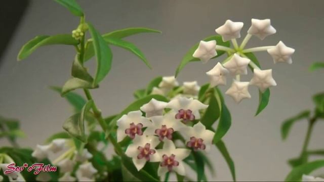 Hoya bella (Хойя белла) смотреть онлайн