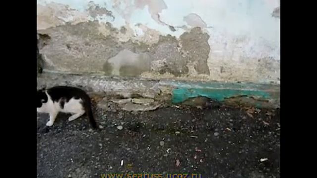 Кошки мышки, нет... мышки кошки. Cat and mouse, cat mouse not ...